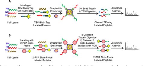 Figure 1 from N-Terminomics Strategies for Protease Substrates Profiling | Semantic Scholar