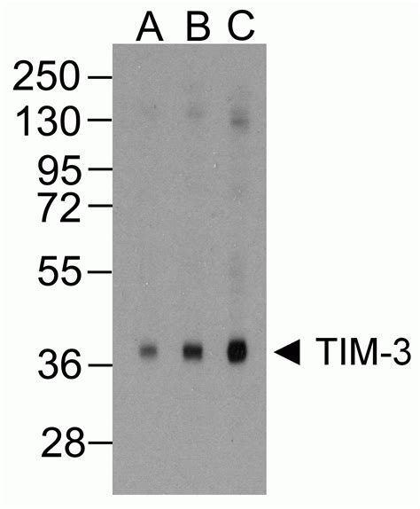 TIM-3 Antibody - Cat. No. RF16107 | ProSci