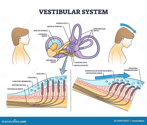 Vestibular System Anatomy and Inner Ear Medical Structure Outline ...