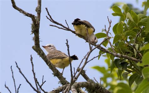 Scissor-tailed Flycatcher on Behance