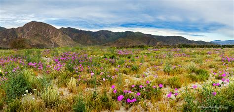 Borrego Springs Wildflowers 8724 - Jim Tarpo Photography