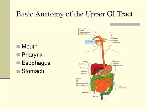 Diagram Of Upper Gi Tract