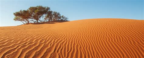 Earth's 'Barren' Deserts Actually Have Millions of Trees, Surprising Data Reveal : ScienceAlert