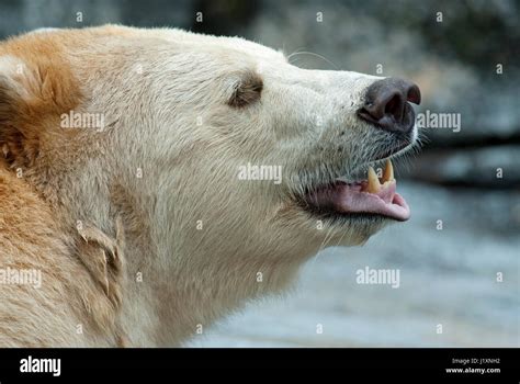 Spirit bear, Kermode bear (Ursus americanus kermodei), Assiniboine Park ...