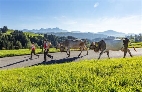 Switzerland Cow Festival: The Best Places to See the Swiss Cow Parades