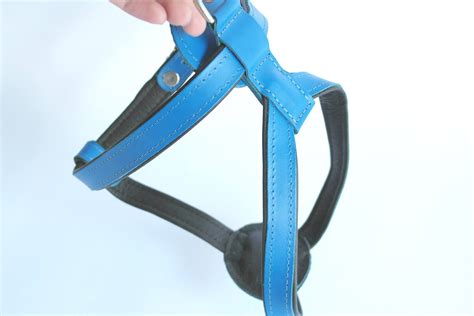 The Bulldog Harness is Extremely Important. Find out Why. – Bullymake Box – A Dog Subscription ...