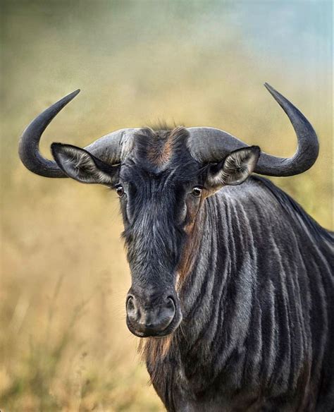 Blue Wildebeest | African Wildlife Photography