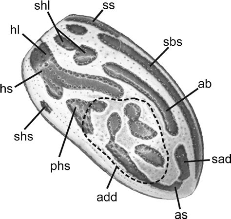 Dorsolateral view of left elytron of Calligrapha thermalis G... | Download Scientific Diagram