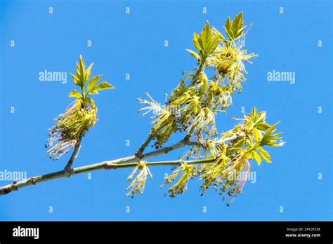 Ash leaf maple tree hi-res stock photography and images - Alamy