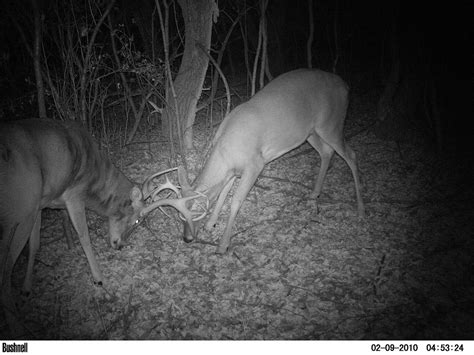 2 whitetail bucks fighting - a photo on Flickriver