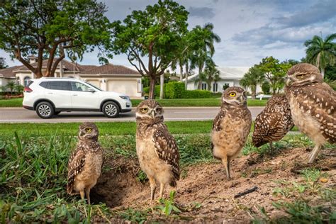 Burrowing Owls Are the Family Next Door in this Florida Boom Town ...