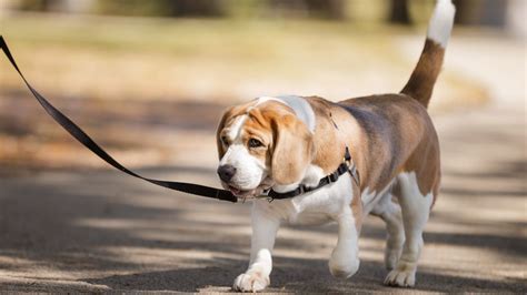 How to Leash Train a Dog: Key Tips to Puppy Leash Training | Leash training puppy, Dogs, Leash ...