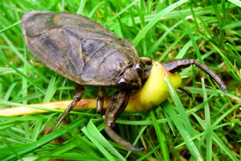 8 Effective Methods: How To Get Rid Of Waterbugs