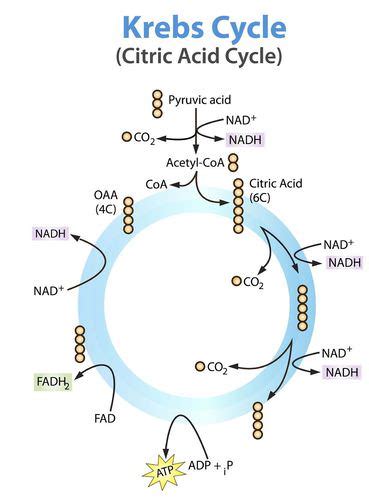 Krebs Cycle | Cell Biology