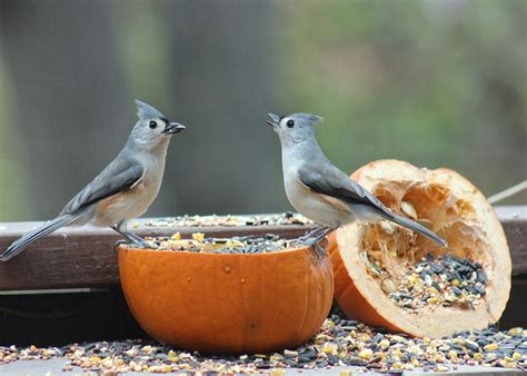 Tufted Titmice or Tufted Titmouses? - FeederWatch