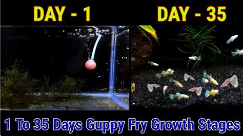 Guppy Fry Growth Stages Day 1 To Day 35 - YouTube