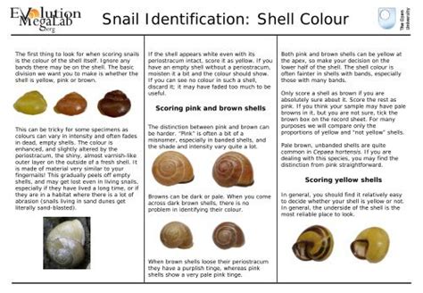 Snail Identification: Shell Colour - Evolution MegaLab