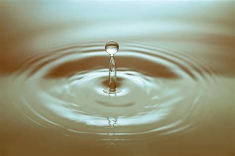 Free Images : droplet, liquid, water drop, wave, petal, wet, reflection ...