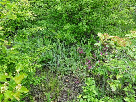 Herbs from Distant Lands: Sideritis scardica - Mursalsky Tea, Ironwort, Greek Moutain Tea