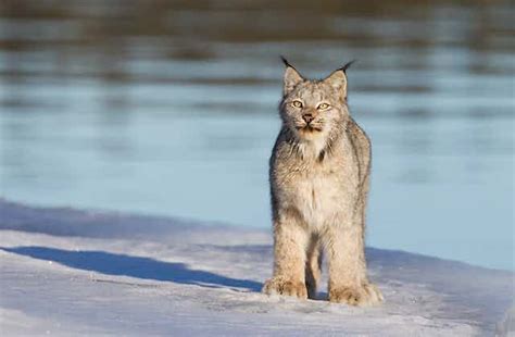 We eavesdropped on some Canadian lynx: What we heard was surprising