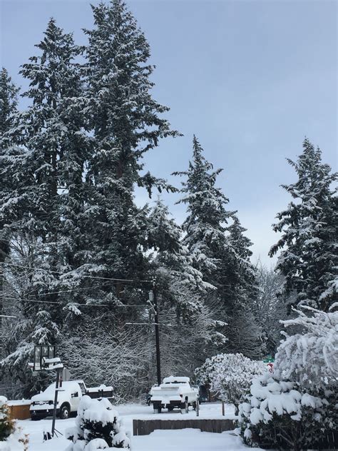 Happy Snow Day~Monday, Feb. 4, 2019 I love the look of the snow covered evergreen trees ...