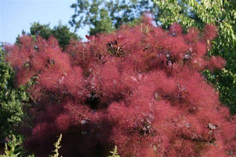 How to Grow a Gorgeous Purple Smoke Bush