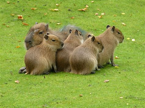 Capybara Babies Wallpaper