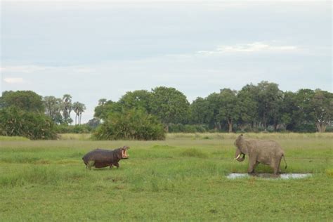 A hippo encounters an elephant - A Step Ahead