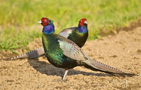 Green Pheasant: The National bird of Japan