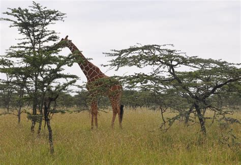 Center For Tropical Forest Science: African Savanna Plot Joins the CTFS-SIGEO Network