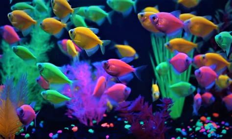 GloFish Breeding Behavior and Guide | How Many Babies Can?