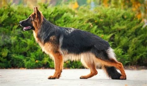 German Shepherd Breed Standards – Size, Characteristics and Coats | German Shepherd Country