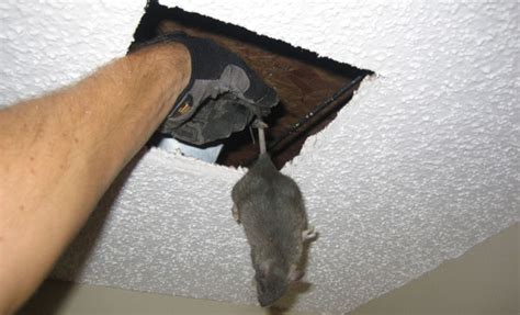 Dead Rat Removal Melbourne | Pest Control Empire