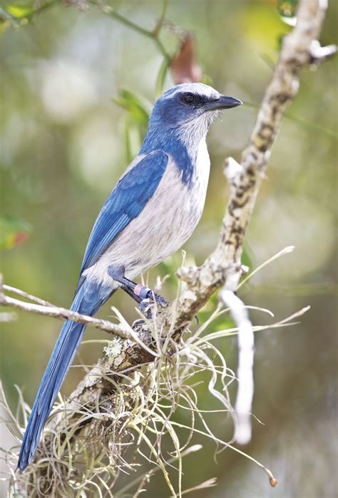 Meet the Threatened Florida Scrub Jay | Sarasota Magazine