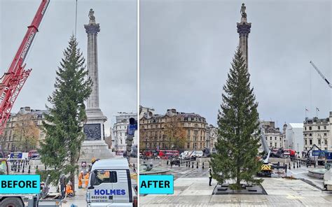 Trafalgar Square Christmas tree undergoes 'branch transplant' to spruce ...