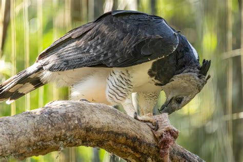 Harpy Eagle Guide (Harpia Harpyja) - Birding Insider