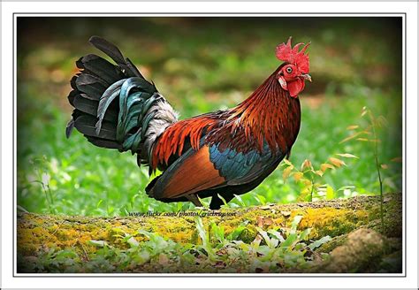 Red jungle fowl - love these colors! | Beautiful birds, Wildlife ...