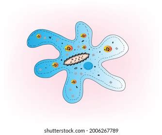 Amoeba Amoeboid Microscopic Cell Unicellular Organism Stock Vector (Royalty Free) 2006267789 ...