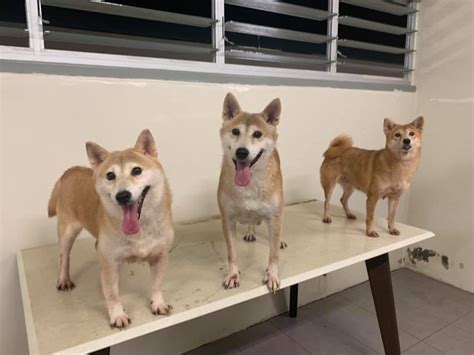 3 Shiba Inu dogs up for adoption in S'pore on Nov. 16, 2019 - Mothership.SG - News from ...