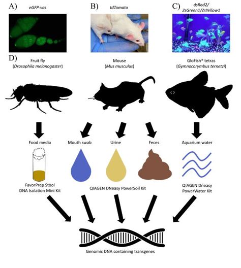 Tracking genetically modified animals | Mirage News