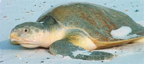 Why are so many sea turtles being stranded in Cape Cod? - The Wildlife Society