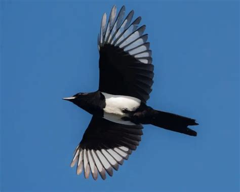 The Spiritual Meaning of Magpies: Symbolism