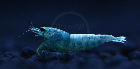 Blue Bolt Shrimp x2 - Drop Off Aquatics Buy Now Online