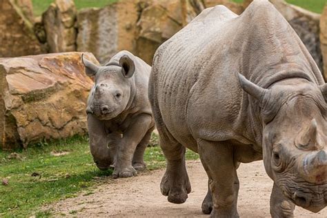 10+ Photos of Rhinoceros Enjoying Lives in Their Habitat