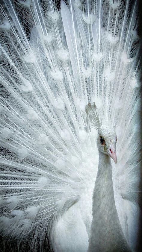 White Peacock Wallpapers - Top Free White Peacock Backgrounds ...