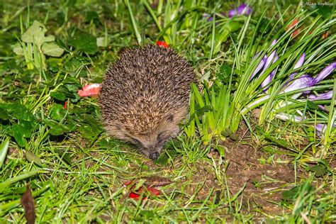 European hedgehog (Erinaceus europaeus) | Out looking for ea… | Flickr