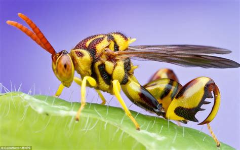 Photographer captures faces of bugs with extreme close-up photos ...