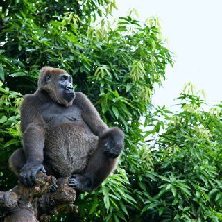 Cross River Gorilla Facts, Habitat, Diet, Predators, Population