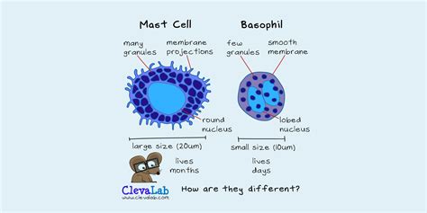 How Are Mast Cells and Basophils Different?