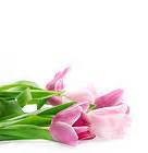 Pink Tulips White Background | Gallery Yopriceville - High-Quality Free Images and Transparent ...